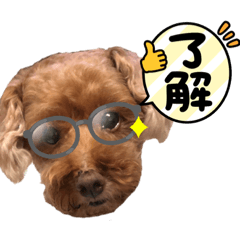 貴賓泰迪