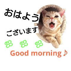 猫のあんずです Line スタンプ Line Store