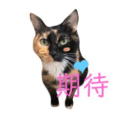 Cynthia_20211107084409 – LINE stickers | LINE STORE