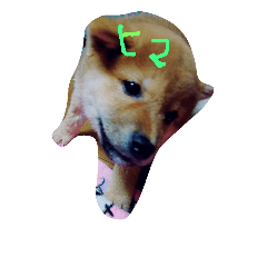 kumikoko