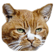 The 16 facial expressions of cats