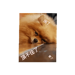 阿尼毛毛 日常生活篇