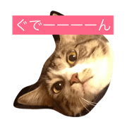 Funny - Pets
