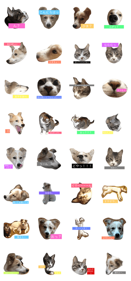 Funny - Pets