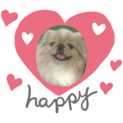 Pekinese &