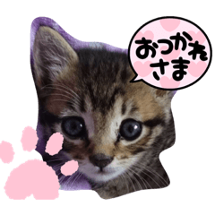 nyanko_20211107221331