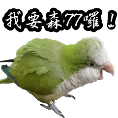 Cute Quaker parrot has something to say!