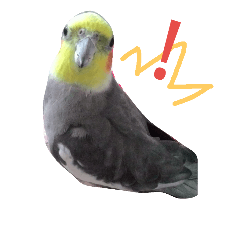 鳥的生活日常