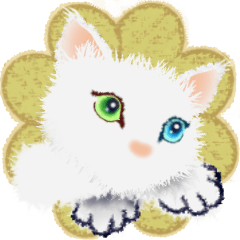 きれいな瞳の白いネコ