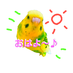 Toy Poodle&Budgerigar