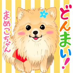 2021 1030 Pomeranian dog mameko