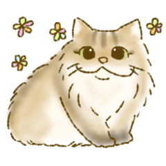 fluffy cute persian cat -chinchilla gold