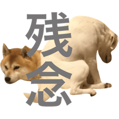 柴犬と白い雑種犬-5