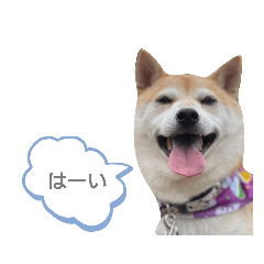 Shiba Inu! Kosaburo