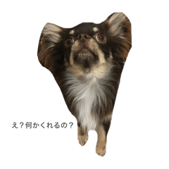 chihuahua of simple