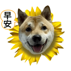 柚子與妹妹