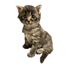 maro9.7