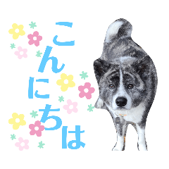 秋田犬 銀☆*° 第2弾