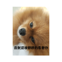 阿尼毛毛    日常生活篇2