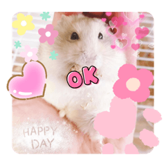 Cotton (*≧∀≦*)