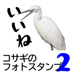 Little egrets photo sticker2