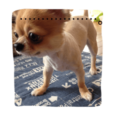 ウチのバカ犬 Line スタンプ Line Store