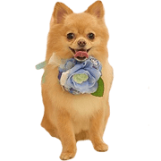 Pretty Lady'S Sticker