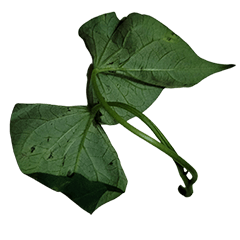 Food Series : Some Sweet Potato Leaves