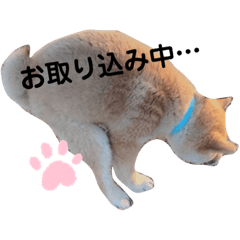 Ringo_20211109181132