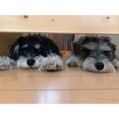 Sharon_20211109175629