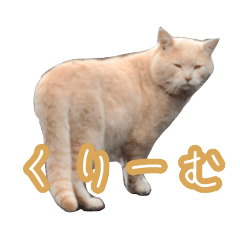 catcat_20211109195522