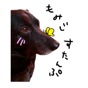 dog momiji sticker