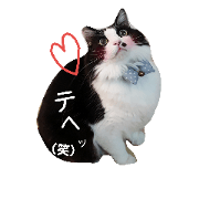 my home boss cat 3