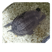 hamster turtle