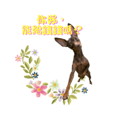 迷你杜賓狗狗日常（花系列）