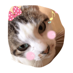 Cat Cocoa
