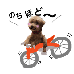 Toy poodle procyon stamp