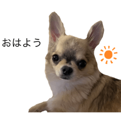 chihuahuafriend