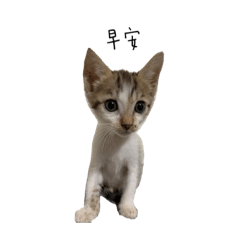 mikayla_20211109192804 – LINE stickers | LINE STORE