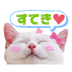 Cute Kitty stickers made with photos.