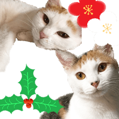 cat Sticker for X'mas and New Year
