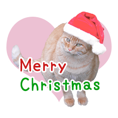 Stiker foto natal dan pesta kucing