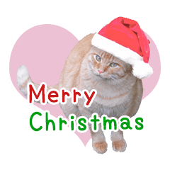 クリスマスとパーティと誕生日の猫写真 Line スタンプ Line Store クリスマスとパーティと誕生日の猫写真 Line スタンプ Line Store