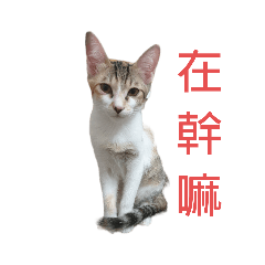 咪咪，錢錢日常