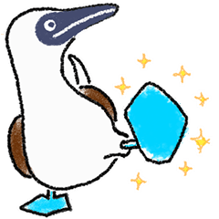 Cute & Lovely bird Blue-Footed Booby