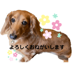 愛犬ららです