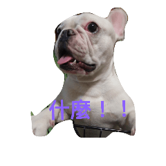 French Bulldog Kai
