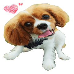 YUKI (Cavalier King Charles Spaniel)