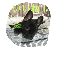 frenchbulldog,AZUKI