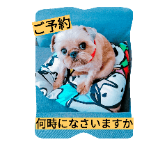 犬社長なめこです Line スタンプ Line Store